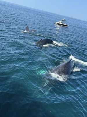 Hyannis Whale Watcher Cruises by null