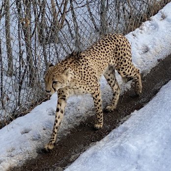 Denver Zoo - Cheetah - Zoos Near Me - Denver, Colorado Denver Zoo - Cheetah - Zoos Near Me - Denver, Colorado