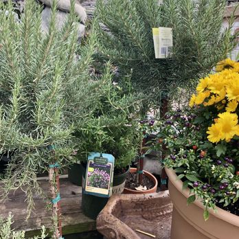 Greenstreet Gardens - October 2021 - Nurseries & Gardening Near Me - Alexandria, Virginia