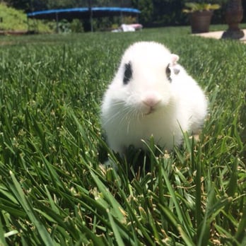 Uptown Pets - Pet Stores Near Me - Yucaipa, California Uptown Pets - Pet Stores Near Me - Yucaipa, California