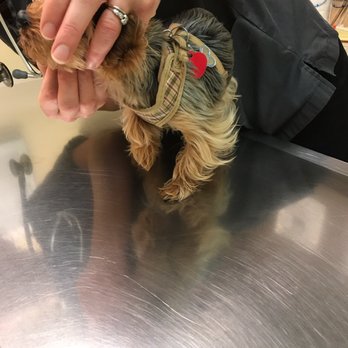 Good Samaritan Veterinary Hospital - Surprisingly calm during the entire exam - Veterinarians Near Me - San Leandro, California Good Samaritan Veterinary Hospital - Surprisingly calm during the entire exam - Veterinarians Near Me - San Leandro, California