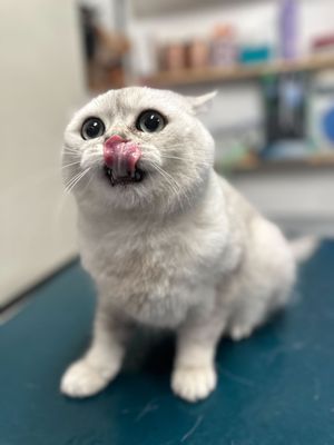 Bothell Pet Hospital - Veterinary Clinic