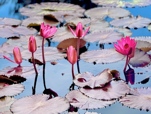 Missouri Botanical Garden by null