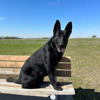 Lotus K9 Academy - Pet Training Near Me Lotus K9 Academy - Pet Training Near Me