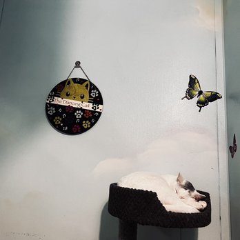 The Dancing Cat - Pet Adoption Near Me - San Jose, California