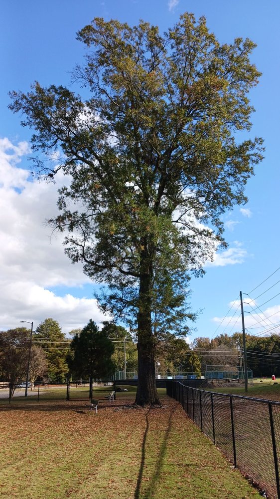 Wilson Dog Park Image