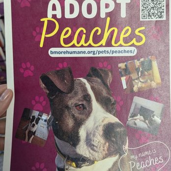 Baltimore Humane Society - Adoption posters. - Veterinarians Near Me - Reisterstown, Maryland Baltimore Humane Society - Adoption posters. - Veterinarians Near Me - Reisterstown, Maryland