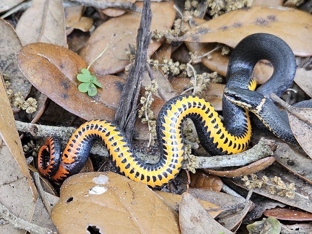 ST. JOHNS BOTANICAL GARDEN AND NATURE PRESERVE Updated October 2024