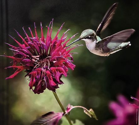 Royal Botanic Garden Edinburgh by null