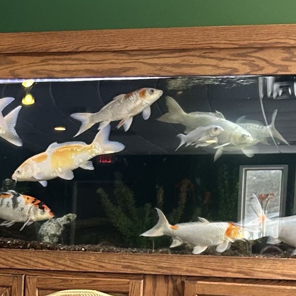 Fish tank Fish tank