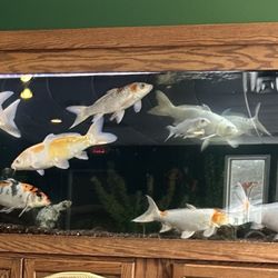 Hong Anh Palace - Fish tank