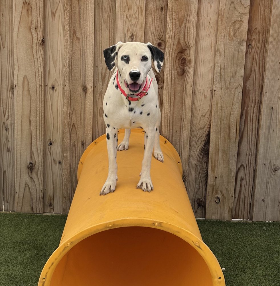 Parkland Pet Resort Logo