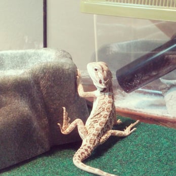 PetSmart - Our new baby bearded dragon. I'm in love. - Pet Stores Near Me - Omaha, Nebraska