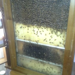 Bees in the store! Bees in the store!