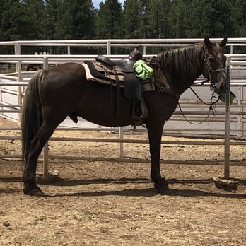Porter Mountain Stables - Oreo - Horseback Riding Near Me - Lakeside, Arizona Porter Mountain Stables - Oreo - Horseback Riding Near Me - Lakeside, Arizona