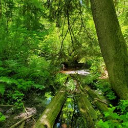 McCormick Forest Park - Small creek