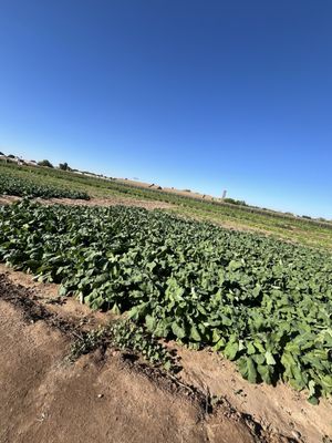 Tolmachoff Farms by null