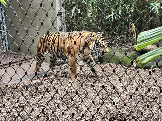 Taronga Zoo, Bradleys Head Rd by null