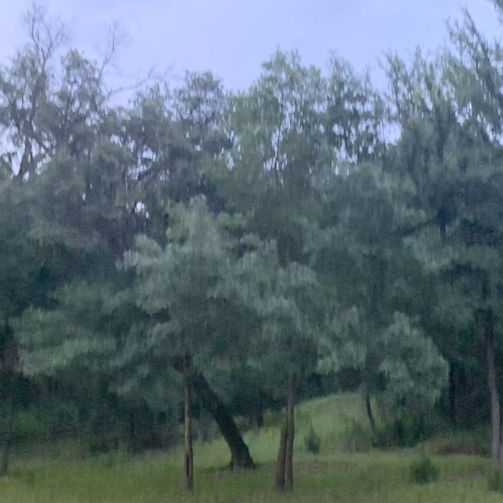C&A Ranch - Trees - Ranches Near Me