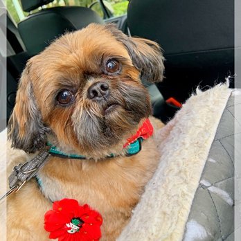 Simply Grooming by Rita - Tillie leaving Simply Grooming By Rita in Vacaville! - Pet Groomers Near Me - Vacaville, California Simply Grooming by Rita - Tillie leaving Simply Grooming By Rita in Vacaville! - Pet Groomers Near Me - Vacaville, California