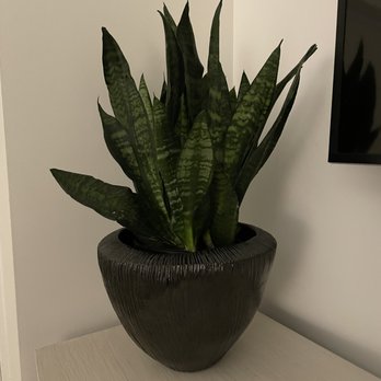 Stonegate Gardens - This Sansevieria was in a 10" bot but my opening was only 9".  She dissected it and repotted in an 8" pot which is perfect. - Nurseries & Gardening Near Me - Lincoln, Massachusetts