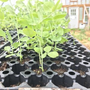 Sivananda Yoga Vedanta Center on Yelp