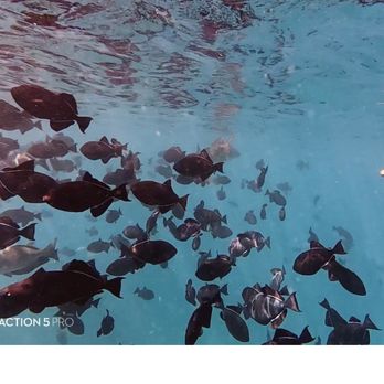 Captain Max Boat Tours - Turtle canyon did not disappoint! Lots of fish and turtles. - Boat Tours Near Me - Honolulu, Hawaii