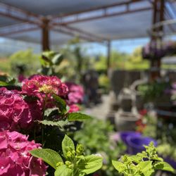 Sloat Garden Center