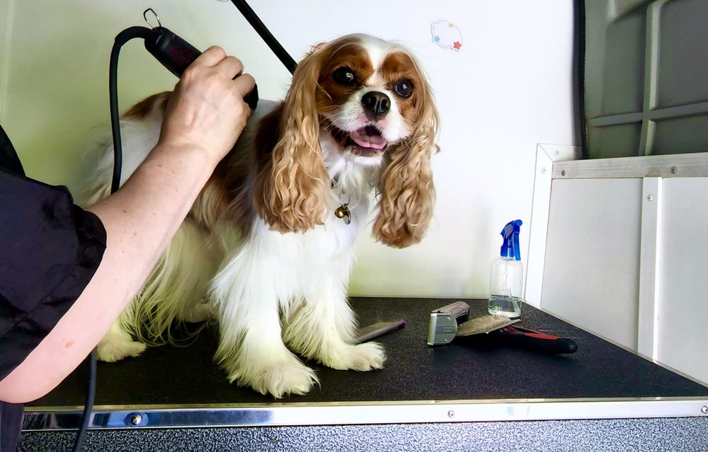 DO IT FUR STYLE CLOSED Updated June 2024 32 Photos Santa Monica