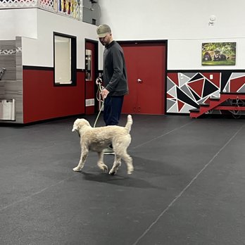 Sit Means Sit - Pet Training Near Me - Madison, Wisconsin Sit Means Sit - Pet Training Near Me - Madison, Wisconsin