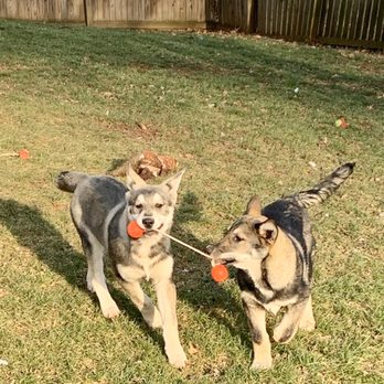 Blustag Tamaskan - Pet Adoption Near Me