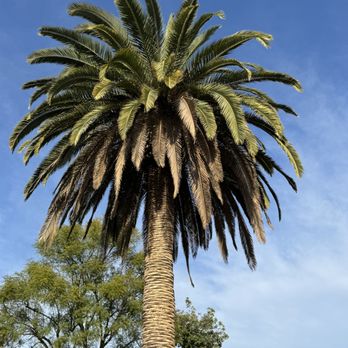 Reg’s Tree Service - Tree Services Near Me - Corona, California Reg’s Tree Service - Tree Services Near Me - Corona, California