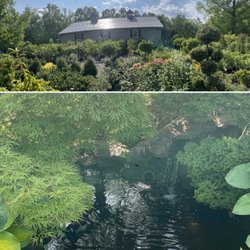 Baumley Nursery Landscaping & Garden Center - The pond at the bottom, and the large trees  at the top