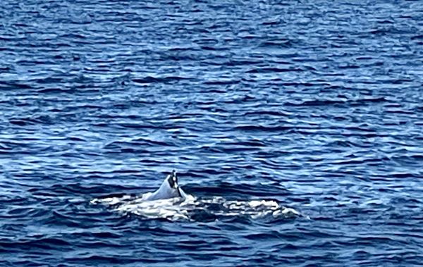 Chris' Fishing and Whale Watching by null