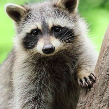 Simply Pest Solutions - Pest Control Near Me Simply Pest Solutions - Pest Control Near Me