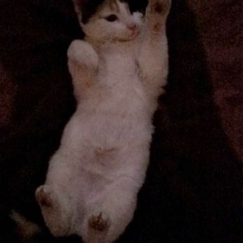 free kittens quad cities