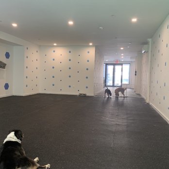 Brooklyn Pawffice - A big inside - Pet Training Near Me - Brooklyn, New York
