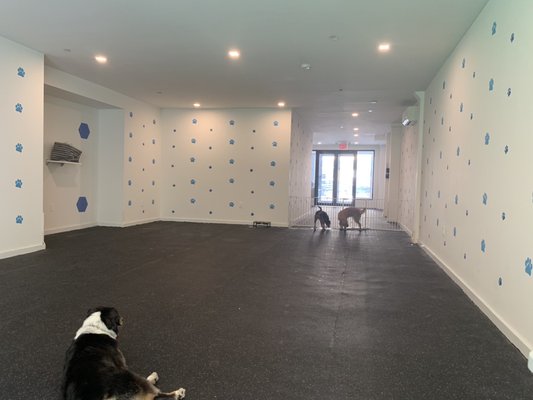 Brooklyn Pawffice
