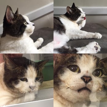 PETS Referral Center - Bottom: Mabel when she arrived at PETS Referral Center. Top: Mabel healthy after 4 days with these caring folks. :) - Veterinarians Near Me - Berkeley, California