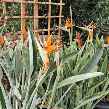 Moon Valley Nurseries - Birds of paradise plants - Nurseries & Gardening Near Me - Las Vegas, Nevada Moon Valley Nurseries - Birds of paradise plants - Nurseries & Gardening Near Me - Las Vegas, Nevada