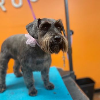 Top Dog Grooming - Olive Chesser, sweet baby - Pet Groomers Near Me - Katy, Texas
