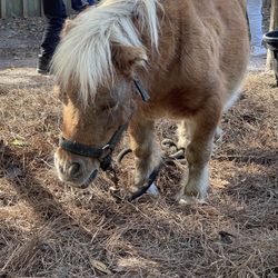 Diamond D Ranch - Honey the mini horse