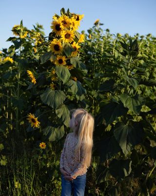 Summerset Farm by null