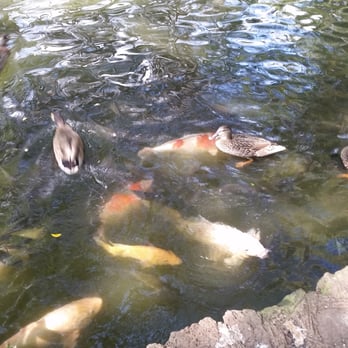 Moanalua Gardens - Hungry fish & ducks - Parks Near Me - Honolulu, Hawaii Moanalua Gardens - Hungry fish & ducks - Parks Near Me - Honolulu, Hawaii