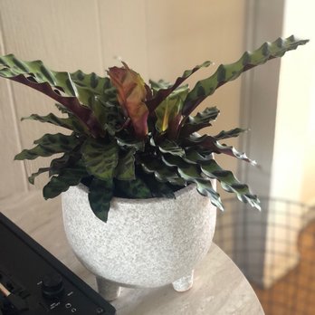 Plantiitas - Home Decor Near Me - Long Beach, California