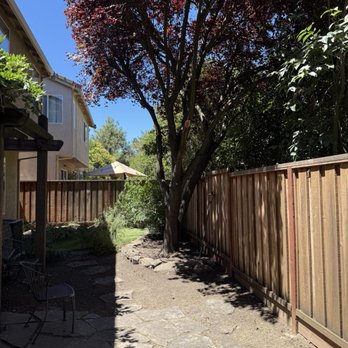 Alliance Tree Service - Palm removed and plum trimmed after - Tree Services Near Me - Woodland, California Alliance Tree Service - Palm removed and plum trimmed after - Tree Services Near Me - Woodland, California