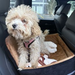 First photo before she was groomed