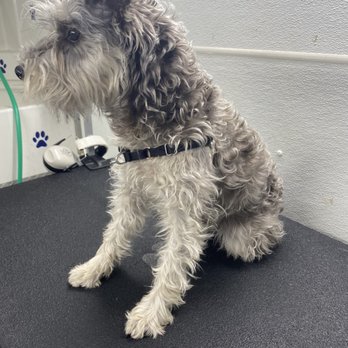 Espino Grooming - Before picture - Pet Groomers Near Me Espino Grooming - Before picture - Pet Groomers Near Me