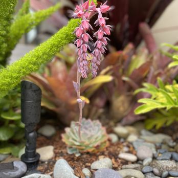 Danica Botanica - a pink flower in a garden - Landscaping Near Me Danica Botanica - a pink flower in a garden - Landscaping Near Me