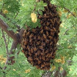 Sonoran Pest Control